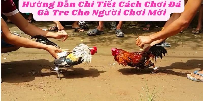 Hướng Dẫn Chi Tiết Cách Chơi Đá Gà Tre Cho Người Chơi Mới