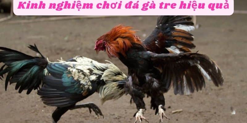 Chiến thuật chơi đá gà tre hiệu quả