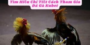 Tìm Hiểu Chi Tiết Cách Tham Gia Đá Gà Kubet