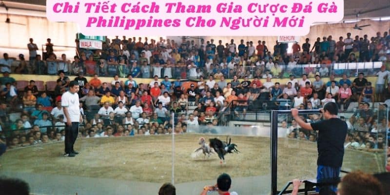 Chi Tiết Cách Tham Gia Cược Đá Gà Philippines Cho Người Mới