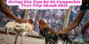 Hướng Dẫn Xem Đá Gà Campuchia Trực Tiếp Nhanh Nhất