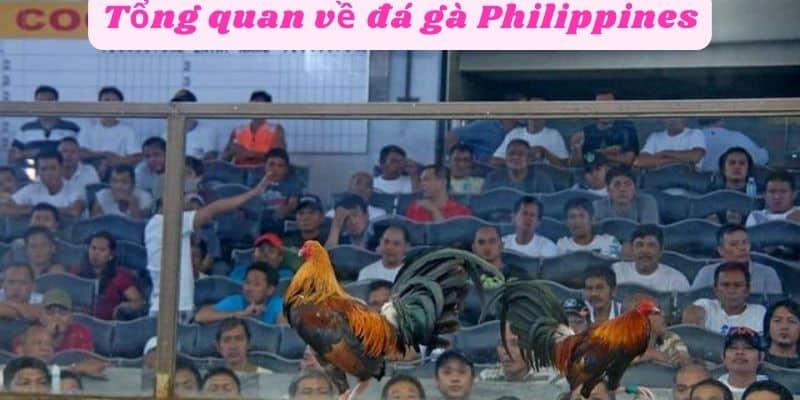 Tổng quan về đá gà Philippines